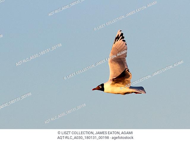 Relict Gull (Ichthyaetus relictus) flying, Relict Gull, Ichthyaetus relictus