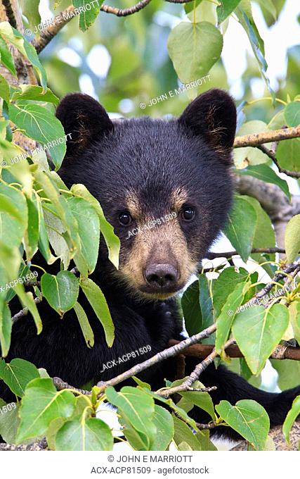 Black bear cub in a polar tree, northern BC, Canada