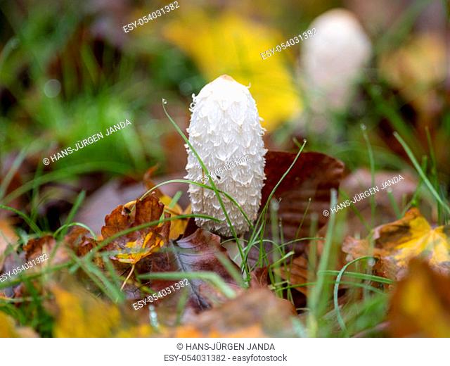 Young coprinus comatus stands on a meadow between autumnal foliage