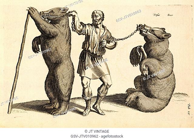 Ursus, Baer (Bear), Tab LV., Historia Naturalis, De Quadrupedibus, John Jonston, Amsterdam, Copper Plate Engraving, c. 1650
