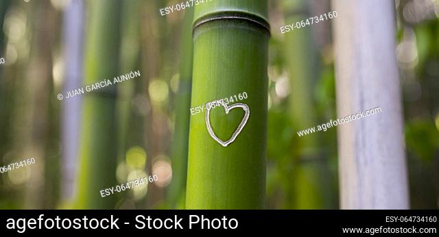 Carved heart at bamboo trunk. Long format