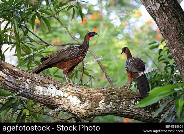 Chacoguan, pair on tree, Pantanal, Mato Grosso (Ortalis canicollis pantanalensis), Brazil, South America