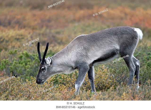 European reindeer, European caribou (Rangifer tarandus tarandus), calf sniffing, Sweden