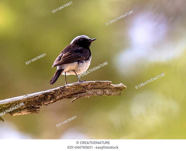 Cyprus wheatear (Oenanthe cypriaca) on branch with green background. This bird is Endemic to Cyprus
