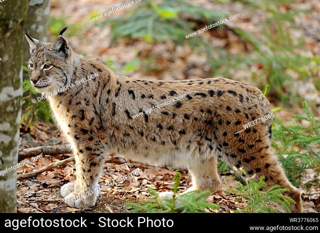 Eurasian lynx (Lynx lynx) in Bavarian Forest National Park, Bavaria, Germany
