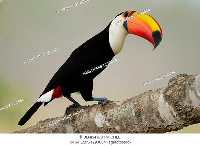 Brazil, Mato Grosso, Pantanal area, listed as World Heritage by UNESCO, toco toucan (Ramphastos toco)