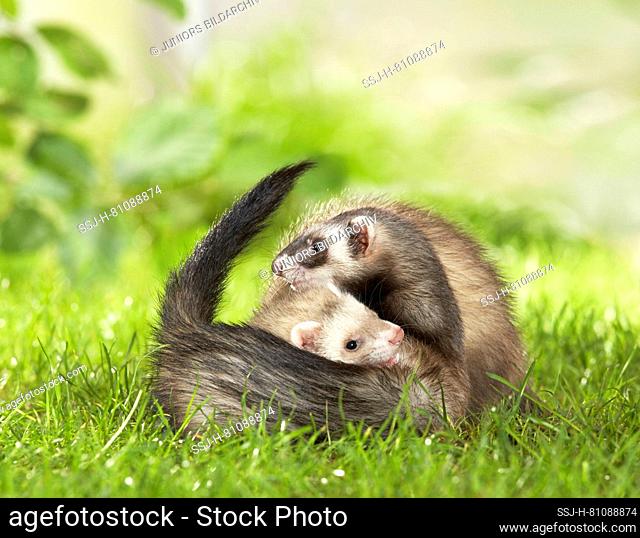 Ferret (Mustela putorius furo). Mother and young in a meadow. Germany em