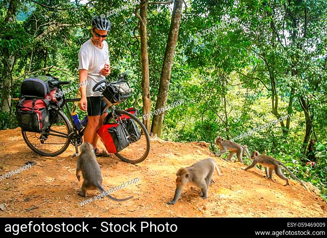 Male cyclist feeding group of monkeys while on a cycle touring trip in Bali, Indonesia