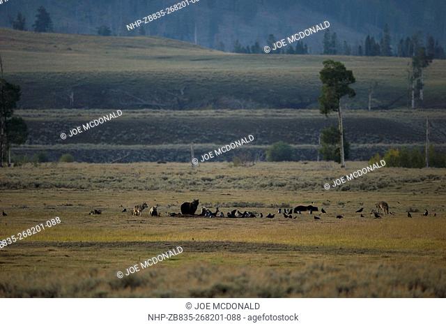 Female grizzly with three cubs feeding at a bison kill and guarding it from four gray wolves attempting to scavenge, Lamar Velley, Yellowstone National Park