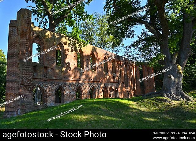 21 September 2020, Brandenburg, Boitzenburg: The morning sun shines through the leaf canopy of ancient oaks onto the remains of the monastery ruins