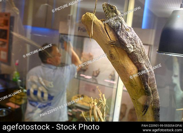 FILED - 19 August 2020, Saxony-Anhalt, Mammendorf: An iguana sits in a display case in the Natural History Museum's ""Traces in Stone"" exhibition