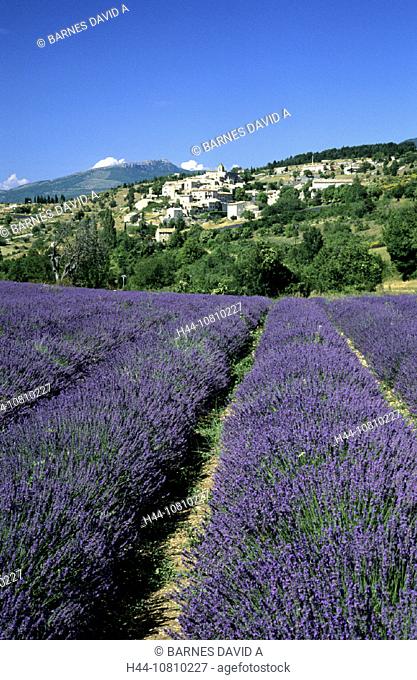 agriculture, Aurel, field, France, Europe, Lavender, plantation, Provence, typical, Vaucluse, village