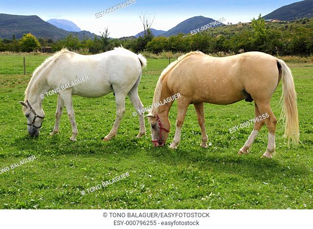 white horses meadow prairie grassland in Pyrenees Spain