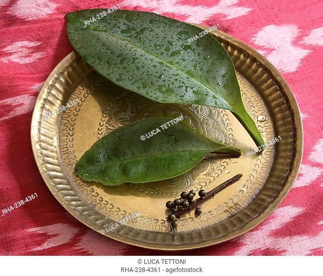 Kacip Fatimah leaf, traditionally used for enhancing vitality, overcoming tiredness and helping tone vaginal muscles for women, Borneo, Southeast Asia, Asia