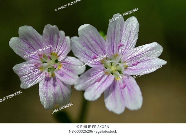 A close up of the Siberian Spring Beauty (Claytonia sibirica) near the Kniphorstbos, The Netherlands, Drenthe, Nationaal beek- en esdorpenlandschap Drentsche Aa