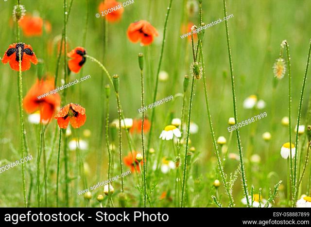 Authentic floral background of white daisies, red poppies, beautiful wild flowers. Summer chamomile meadow in the garden on a Sunny day