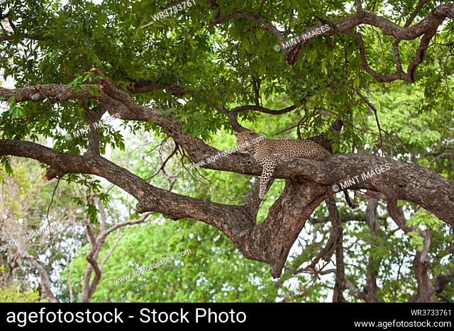 A leopard, Panthera pardus, lies on a branch of a tree, head raised