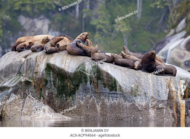 Steller sea lion, Eumetopias jubatus, Group on a rock, British Colombia, Canada