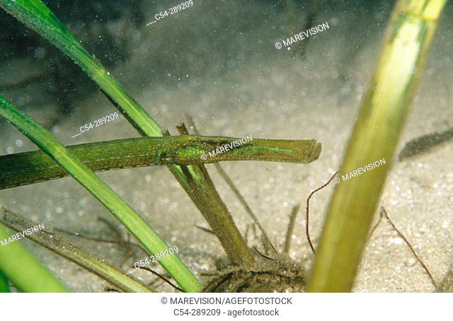 Pipefish (Syngnathus typhle)