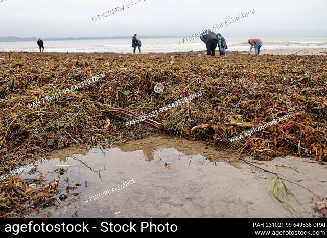 21 October 2023, Schleswig-Holstein, Eckernförde: Passers-by stand among algae on the beach. Schleswig-Holstein has been hit by a particularly strong storm...