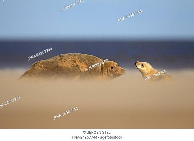 Grijze zeehond, Kegelrob (Halichoerus grypus) - National Nature Reserve Donna Nook, North Somercotes, East Midlands, Lincolnshire, Engeland, Groot Brittannie