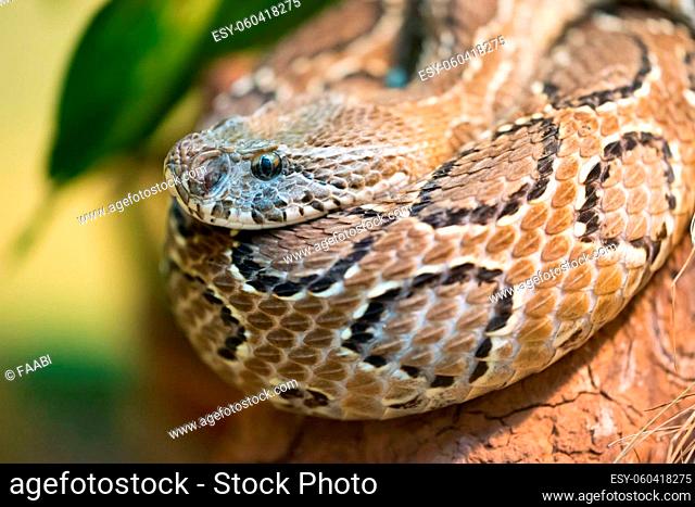 Russell's viper (Daboia russelii) is a species of venomous snake in the family Viperidae