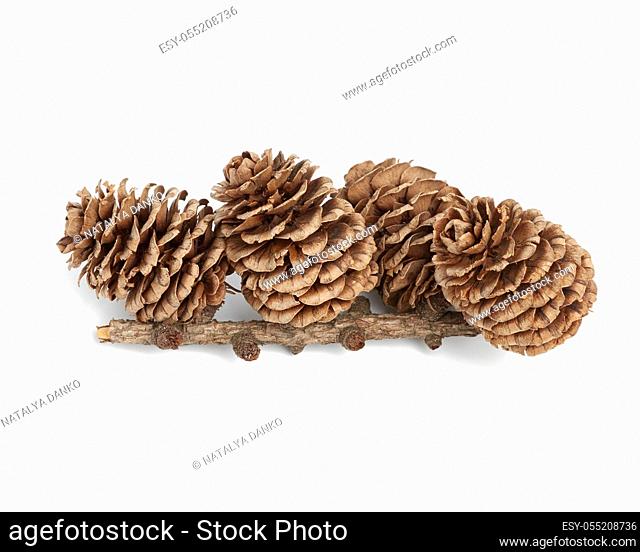 branch with dry cones of Japanese larch isolated on a white background, Kempfer larch