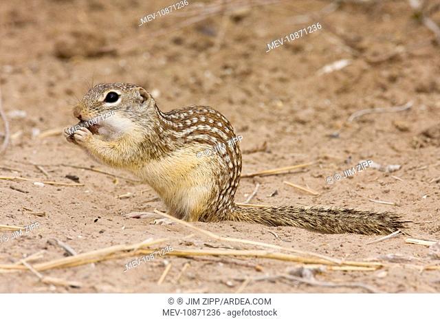 Mexican Ground Squirrel (Spermophilus mexicanus.). South Texas