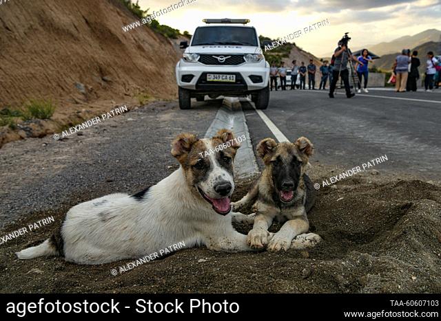 ARMENIA - JULY 22, 2023: Dogs are seen on Armenia's border with Azerbaijan and the Republic of Artsakh (Nagorno-Karabakh Republic)