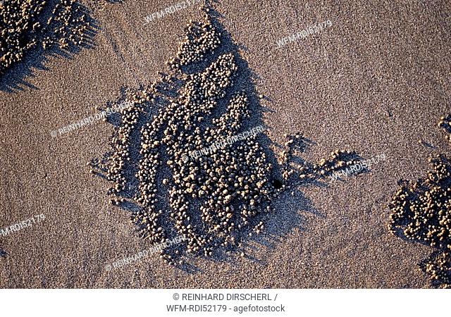 Sand formation made by Ghost crab, Ocypodae sp., Indian Ocean Bali, Indonesia