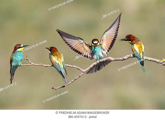 European bee-eaters (Merops apiaster), four birds, one in flight, Nickelsdorf, National Park Lake Neusiedl, Burgenland, Austria