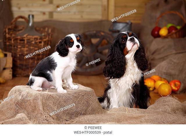 Two Cavalier King Charles Spaniels sitting on jute in front of peasant decoration
