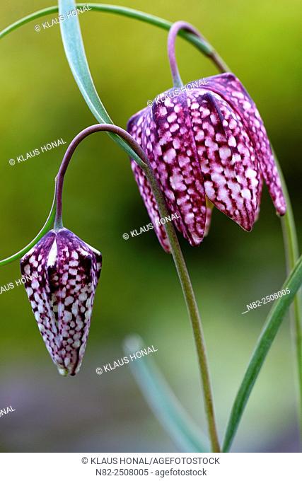 Snake's Head Fritillary Fritillaria meleagris in bloom. The plant is very rare and specially protected - Bavaria/Germany