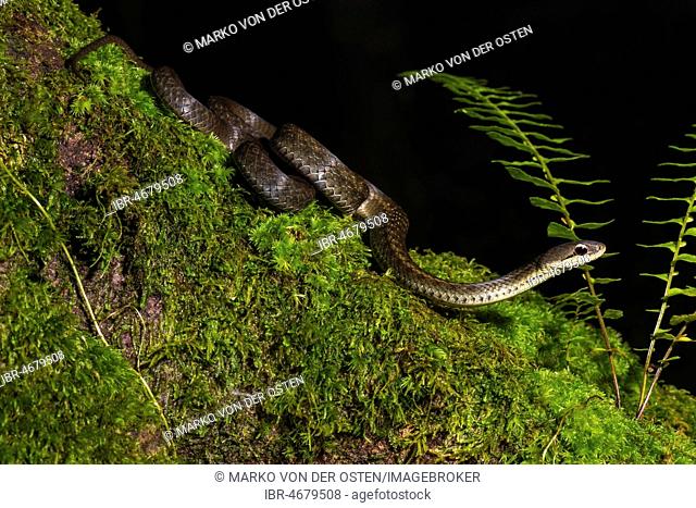 Forest Water Snake (Thamnosophis infrasignatus) crawls on moss, Annjozorobe Reserve, Madagascar