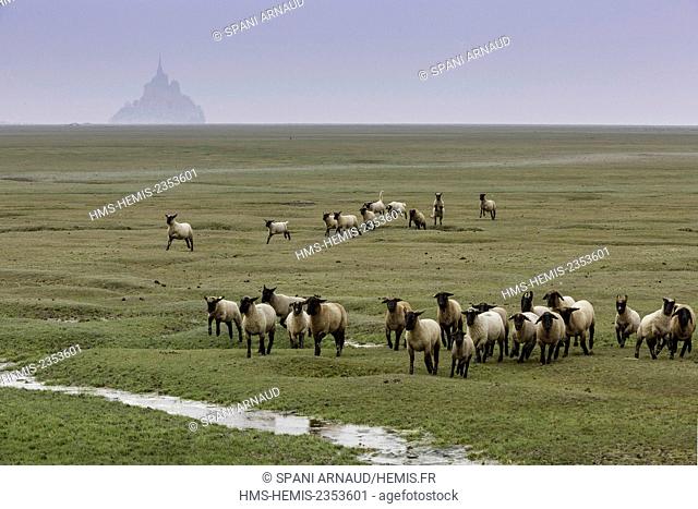 France, Manche, Mont Saint Michel, listed as World Heritage by UNESCO, Herd of salt meadow sheep in Bay