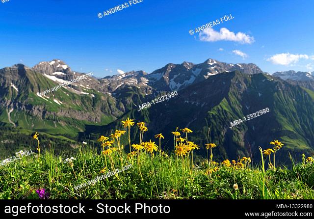 Yellow blossoming flowers (Arnica montana) against a mountainous background. Lechquellen Mountains, Vorarlberg, Austria