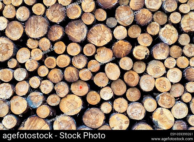 pieces of wood after cutting in a forest