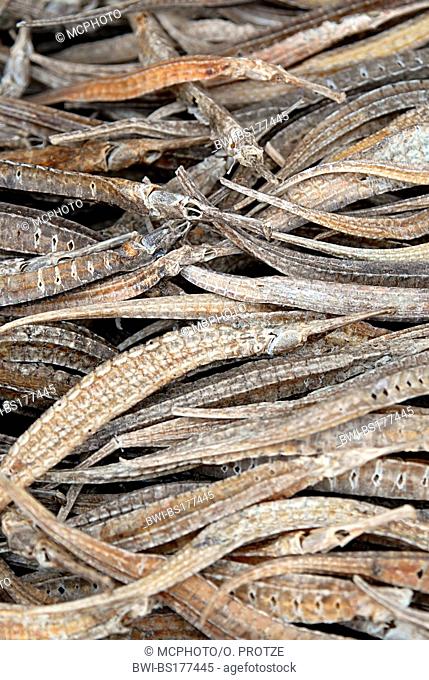 dried fish as ingredient in traditional Chinese medicine