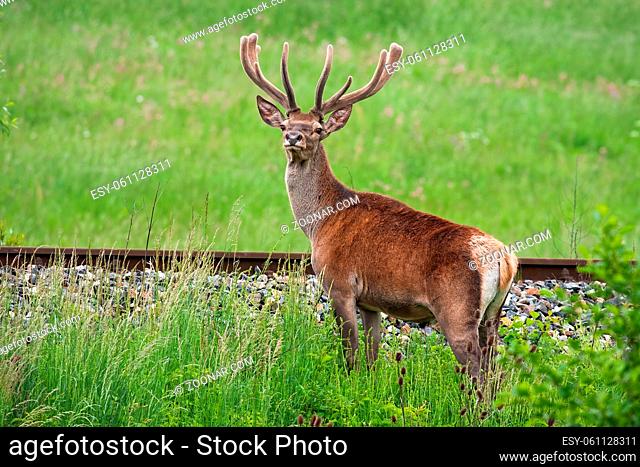 Red deer, cervus elaphus, stag crossing railway in danger of collision. Mammal with antlers in country side. Concept animal wildlife creating obstacle of...