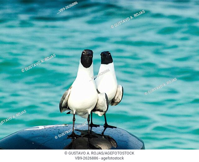 two Gull Bonaparte Chroicocephalus (Chroicocephalus philadelphia), archipiélago Los Roques Venezuela'