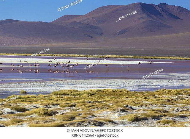 Laguna Colorada, Eduardo Avaroa National park, Potosi department, Bolivia