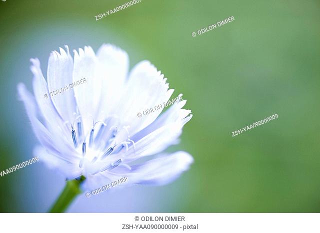 Chicory flower Cichorium intybus, close-up