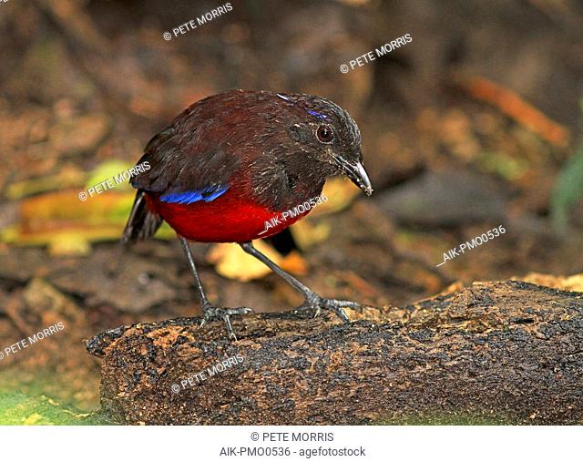 Graceful pitta (Erythropitta venusta) perched on the ground of rain forests of Sumatra in Indonesia