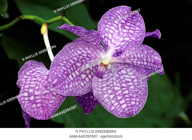 Orchid, Vandeae, Boca Raton, FL, Florida