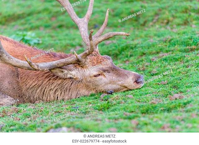 Portrait of red deer stag (Cervus elaphus) resting in the grass