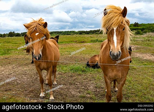 Hirtshals, Denmark Horses in a field behind a fence