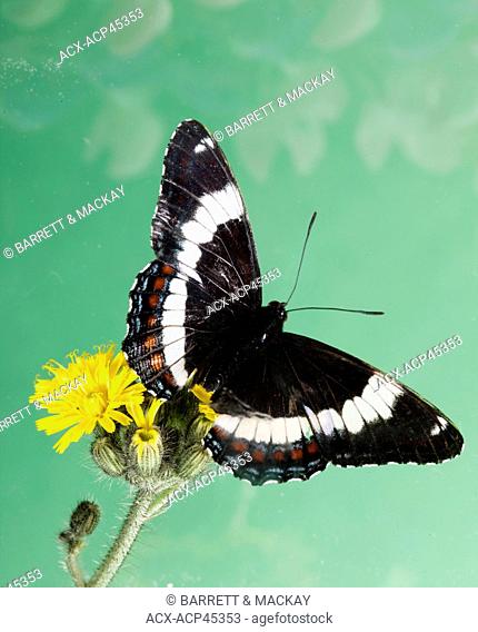 White Admiral Butterfly, Basilarchia arthemis