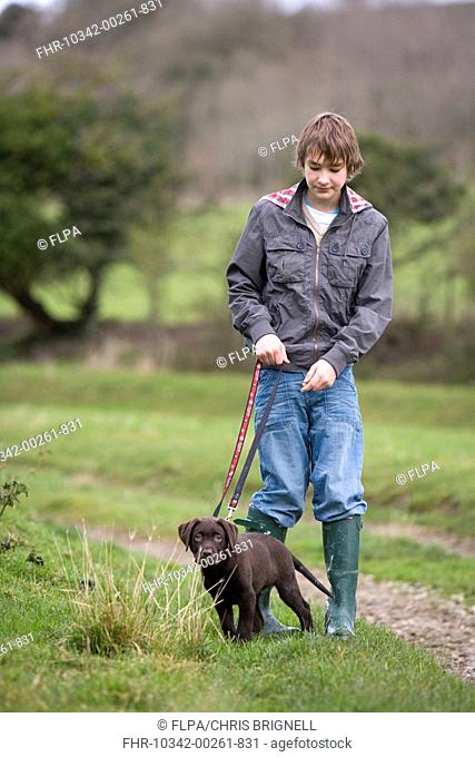 Domestic Dog, Chocolate Labrador Retriever, ten-week old male puppy, walking on lead with teenage owner, Portesham, Dorset, England