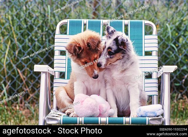 Two sheltie puppy dogs sitting in a blue and white lawn chair