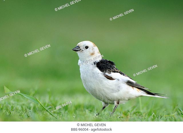 Male Snow Bunting feeding on lawn in breeding grounds